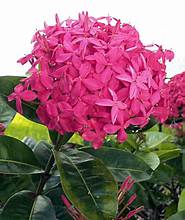 Ixora diversifolia